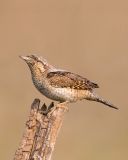 Wryneck by Pepe Reigada klein