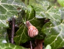 Bänderschnecke cSTL 128