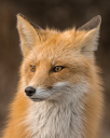 Rotfuchs 2 wiki 128