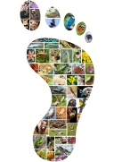 biodiversitaetsfussabdruck klein