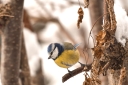 blaumeise winter heb 128