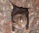 fledermaus kleine hufeisennase klein