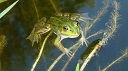 frosch klein