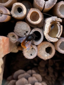 hummel insektenhotel schoas klein