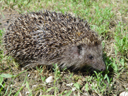 igel
