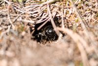 koniferenwald4 klein