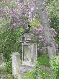 kraehe friedhof klein