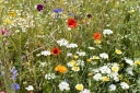Wildblumenwiese