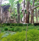 mischkultur kleinbaeuerliche landwirtschaft klein