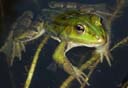 gruenfrosch-klein.jpg