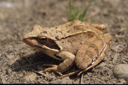 springfrosch.jpg