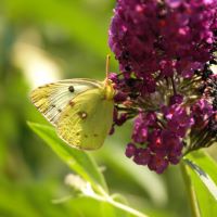 weissklee hufeisenklee klein